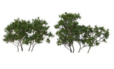 Shrubs and flowers on a transparent background.