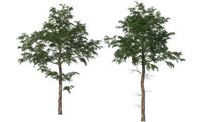 Tree on transparent background