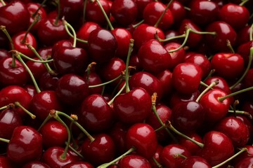 Many ripe sweet cherries as background, closeup