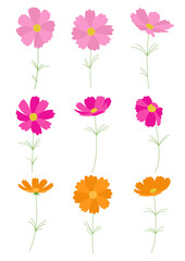 Vector illustration of cosmos flowers.