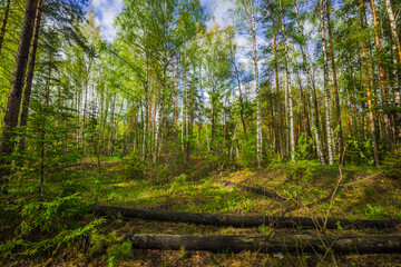 summer landscape in rural areas