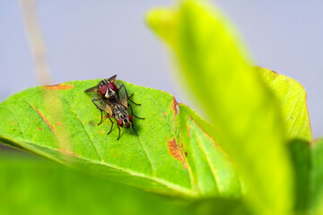 Mating shots of flies. Insects mating on a leaf.