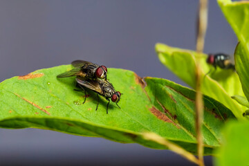 Mating shots of flies. Insects mating on a leaf.
