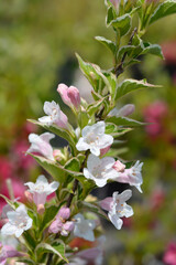 Variegated Weigela