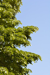 Broad-leaved lime