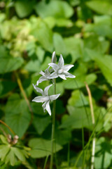 Drooping Star-of-Bethlehem