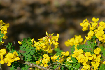 Vetch-like coronilla