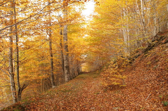 hayedo oto&ntilde;o