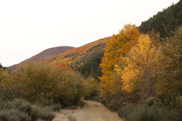 Fototapeta premium hayedo otoño