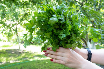 Fototapeta na wymiar woman hand holding bunch of green parsley in the garden. Concept of healthy eating lifestyle diet nutrition. Promoting veganism. Eat clean eat green