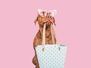 Lovable, pretty brown puppy and shopping bag