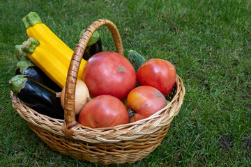 wicker wooden basket full of fresh ripe vegetables: tomato, cucumber, onion, zucchini, eggplant on...