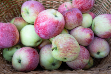 close up of basket filled with rich harvest of ripe apples in the garden. Beautiful background. Food market, farm, featuring agriculture