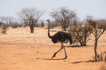wild ostrich in desert