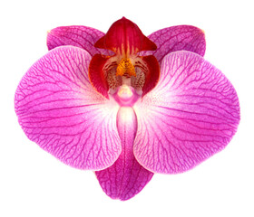 pink orchid on transparent background