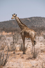 wild giraffe in desert