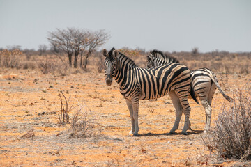Fototapeta na wymiar two zebras in desert