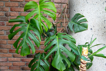 green tropical monstera philodendron plant leaves near the red brick wall, interior design. Space for text. Good picture for cover, calendar, postcard, wallpaper, background, product, website, blog © Anna Ivanovska
