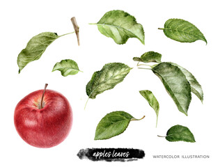 Red apple and apple leaves set hand drawn watercolor illustration isolated on white background