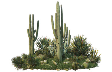 Cactus on transparent background © jomphon