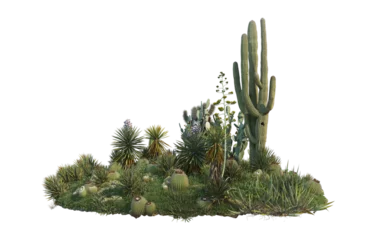 Foto op Canvas Cactus on transparent background © jomphon