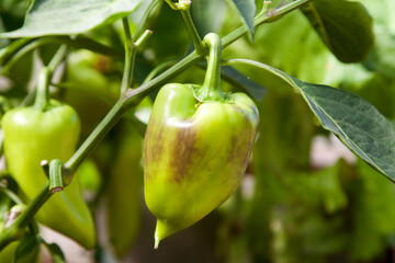 Ripening Bulgarian pepper in the greenhouse.