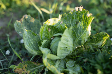 Naklejka premium snail parasites eat and spoil the cabbage