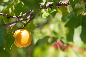 Apricots. An apricot on the branch in focus. Organic raw fruits