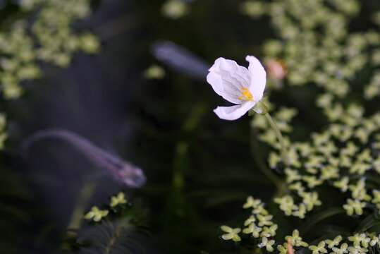 Egeria Densa Images Browse 102 Stock Photos Vectors And Video Adobe Stock