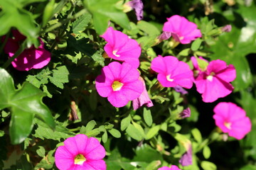 Pink Petunia in the sun, flower, detail, full bloom