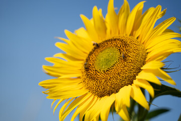 sunflower covered in bees