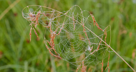 Wet cobweb among the branches of bushes in the garden