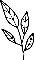 Obraz premium forest fern eucalyptus art foliage natural leaves herbs inline style. Decorative beauty, elegant illustration 