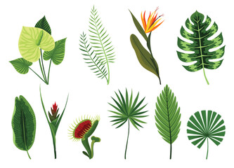 Obraz premium Tropical leaves plants collection. Different type exotic foliage set. Green decorative jungle plants. Vector hand drawn botanical graphic elements