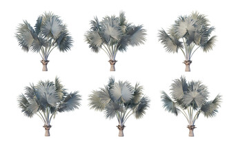 Obraz premium Coconut and palm on a transparent background