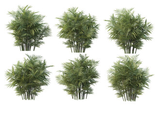 Coconut and palm on a transparent background