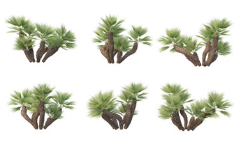 Coconut and palm on a transparent background