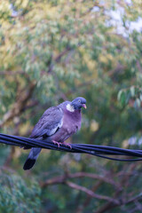 A pigeon standing on wire