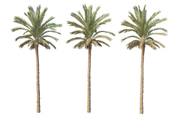 Coconut and palm on a transparent background