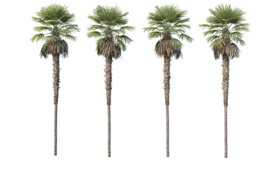 Coconut and palm on a transparent background © jomphon