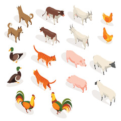 Farm animals isometric. Set of domestic animals in 3d flat back and front view. Cute game characters. Cow and dog, cat and goose, chicken and goat, sheep, pig and duck. Vector icons