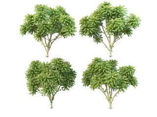 Obraz premium Tree on transparent background