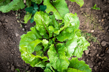 Beets grow in the garden. Fresh and bright green leaves. Vitamins and ecological food
