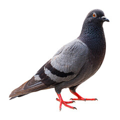 Pigeon bird isolate on white background © natrot