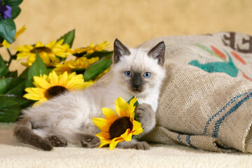 Siamese Kitten in house playing with sunflower.