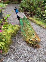 Obraz premium peacock in the park