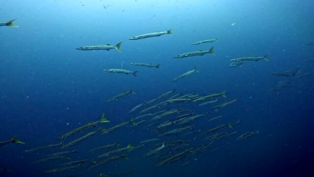 Under Water Film from Sail Rock island in Thailand - Group of Barracuda  fish swimming in blue dark water