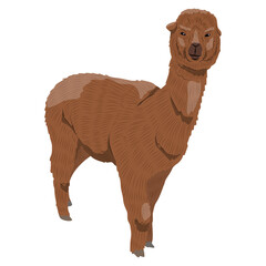 Fototapeta premium Brown fluffy alpaca. Realistic vector animal