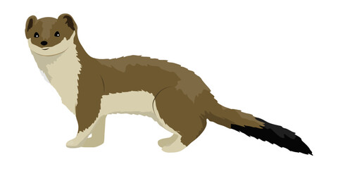 Ermine in summer brown fur. Wild animals of the Arctic. Mustela erminea. Realistic vector animal