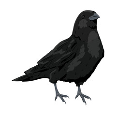 Fototapeta premium Black raven Corvus corax. Wild birds of nature and cities. realistic vector animal